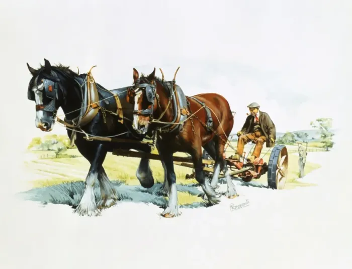 Framed Print : Working Horses in Fields Print Framed Print : Working Horses in Fields Print