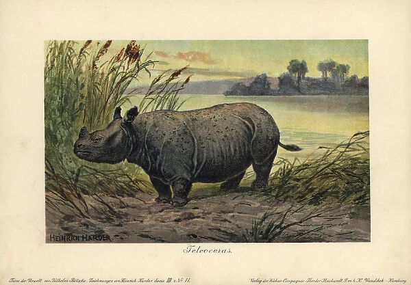 Teleoceras, extinct genus of grazing rhinoceros