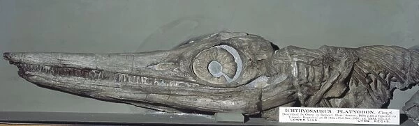 Temnodontosaurus platyodon (Conybeare)