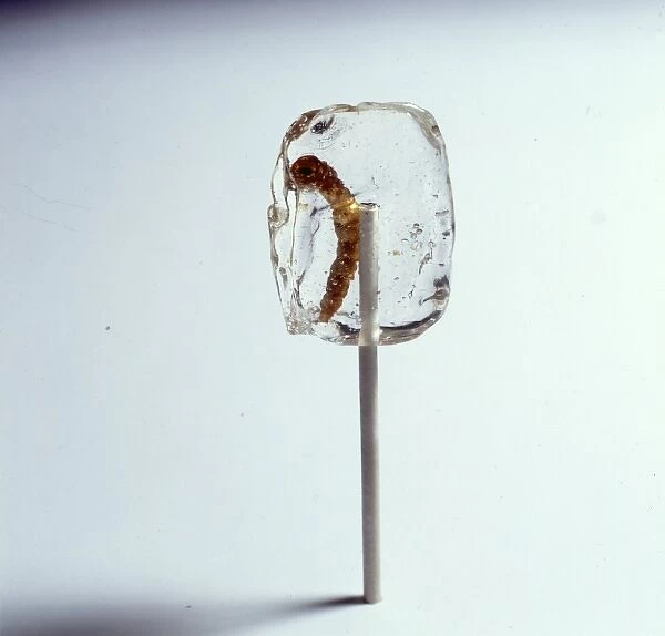 Tenebrio sp. mealworm, in a sticky lollipop