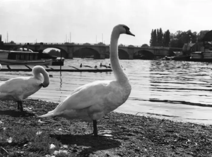 Framed Print : Thames Swans Print: Kingston-upon-Thames, Surrey Framed Print : Thames Swans Print: Kingston-upon-Thames, Surrey