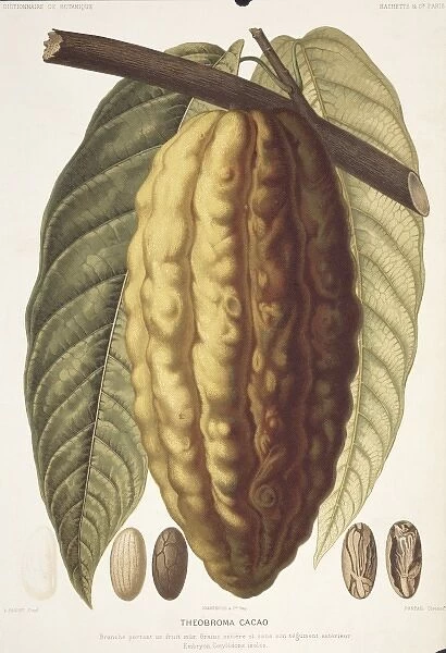 Theobroma cacao, cocoa