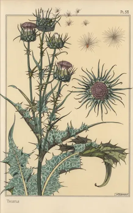 Framed Print : Thistle Botanical Study Print, 1897 Framed Print : Thistle Botanical Study Print, 1897