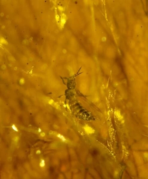 Thrip in amber. A thrip, a small to minute sucking insect seen here preserved