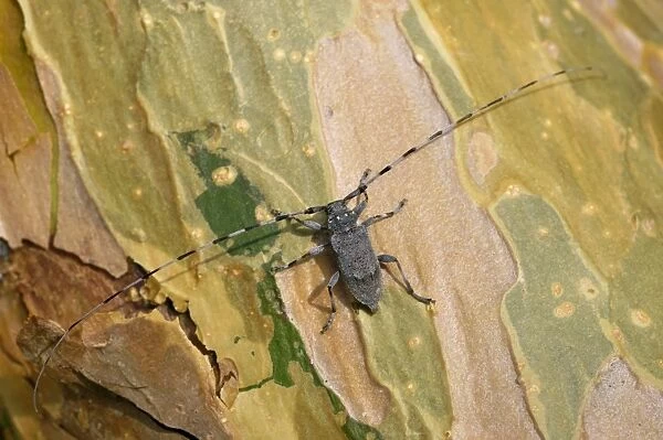 A Timberman beetle  /  Longhorn beetle, adult