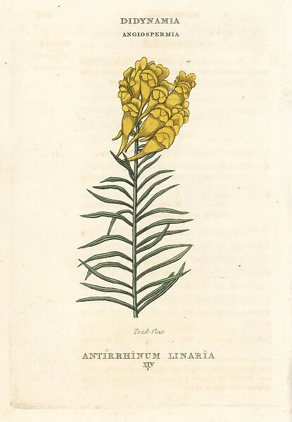 Toadflax, Linaria vulgaris