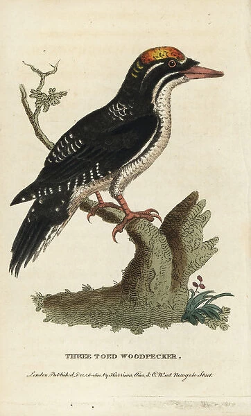 Three toed woodpecker, Picoides tridactylus