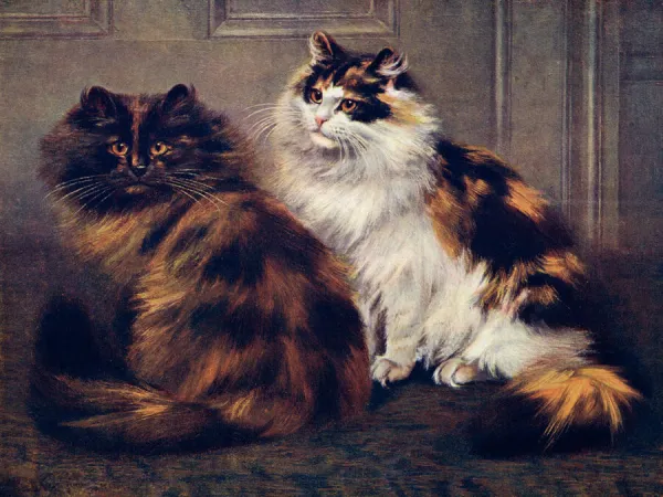 Tortoiseshell Persians