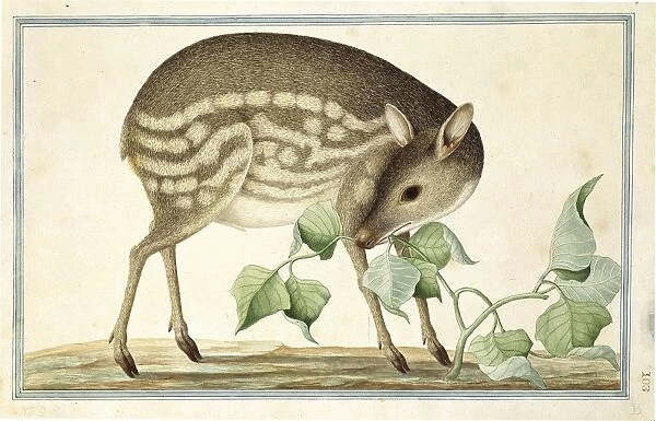 Tragulus javanicus, lesser mouse-deer