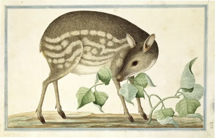 Framed Print : Lesser Mouse-Deer Print (Tragulus javanicus, Plate 103) Framed Print : Lesser Mouse-Deer Print (Tragulus javanicus, Plate 103)