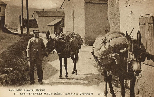 Transportation in the French Pyrenees - laden pack mules