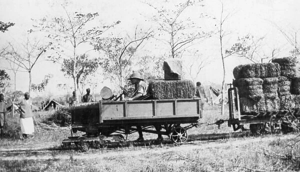 Transporting supplies, Schaedels Farm, Lindi, WW1