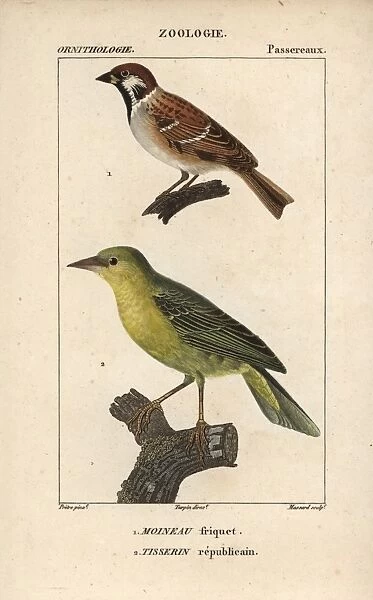 Tree sparrow, Passer montanus, and village