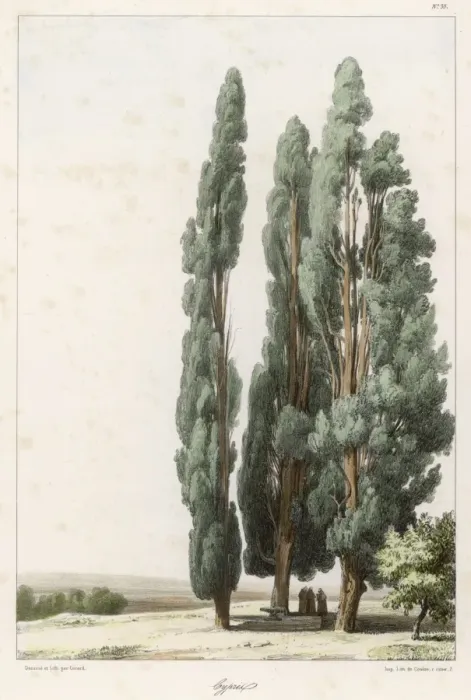 Framed Print : Cypress Tree Print Framed Print : Cypress Tree Print
