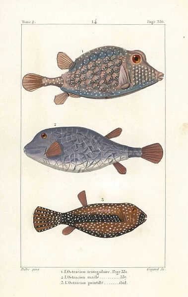 Triangular boxfish and spotted boxfish