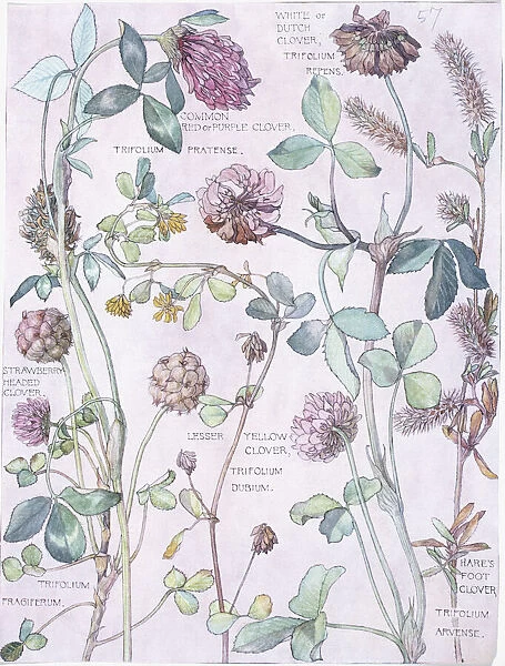 Trifolium pratensis, clover