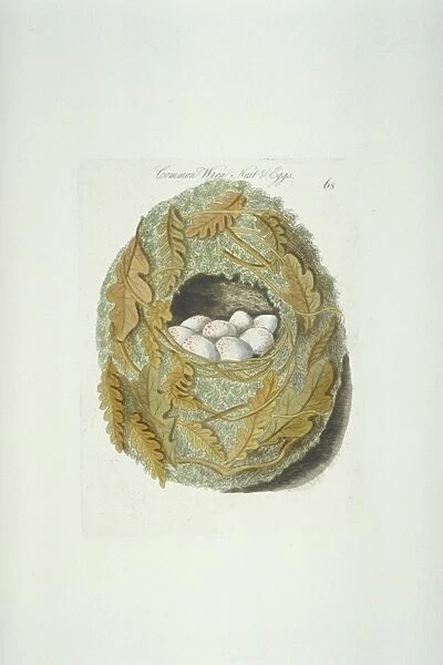 Troglodytes troglodytes, winter wren nest and eggs