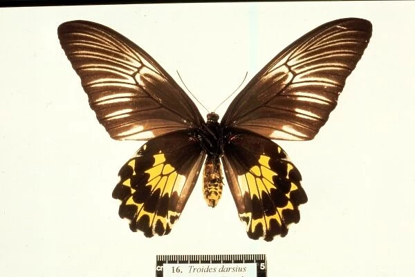 Troides amphrysus, birdwing butterfly