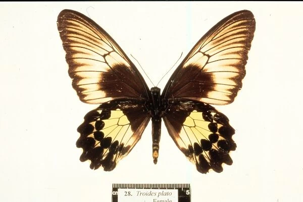 Troides plato, birdwing butterfly