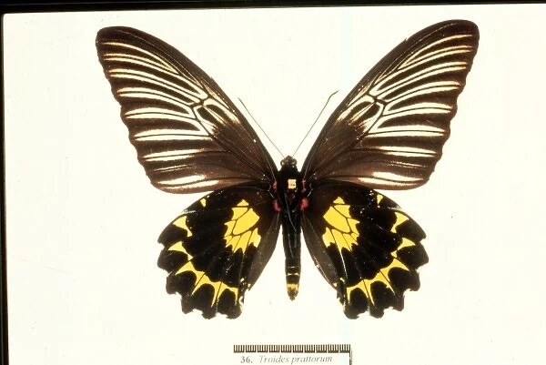 Troides prattorum, birdwing butterfly