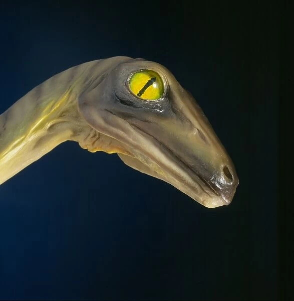 Troodon. Model of Troodon head, a small, fast runnng