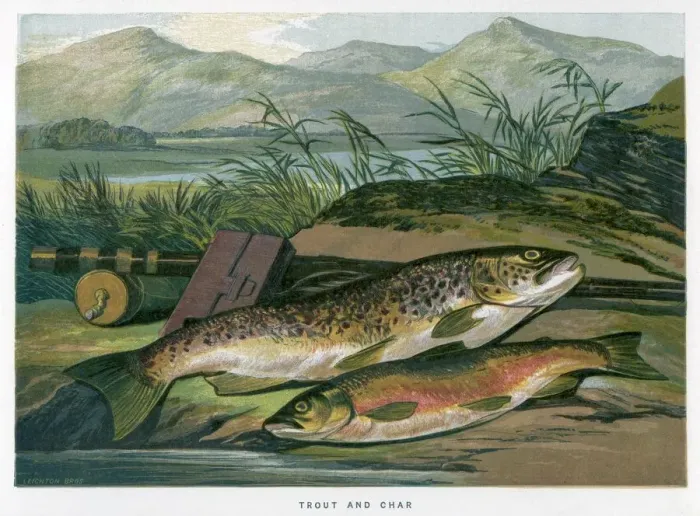 Framed Print : A Trout and a Char Print Framed Print : A Trout and a Char Print