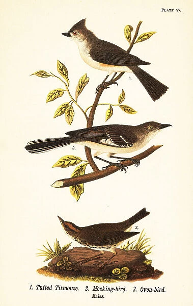 Tufted titmouse, northern mockingbird and ovenbird