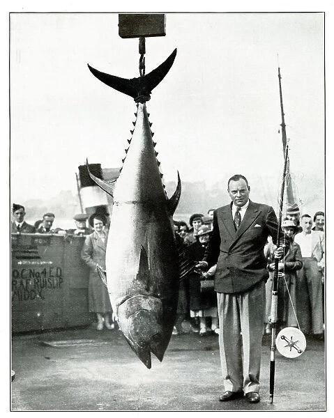 Tunny caught bys G Bassett, September 1937