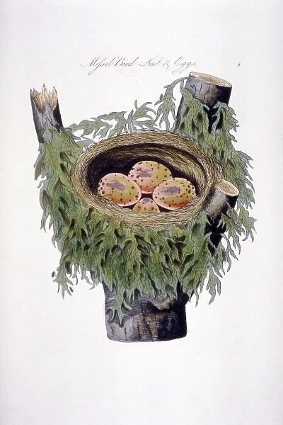 Turdrus viscivorus, mistle thrush nest and eggs