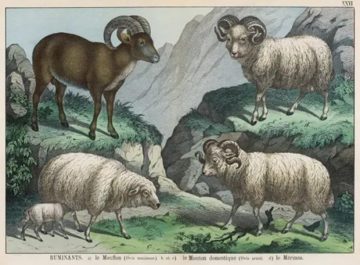 Framed Print : Three Types of Sheep Print Framed Print : Three Types of Sheep Print