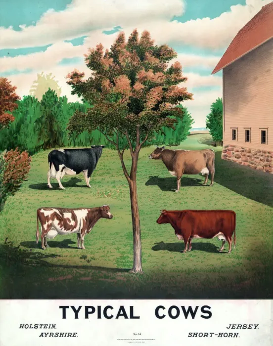 Framed Print : Typical Cows Print, c1904 Framed Print : Typical Cows Print, c1904