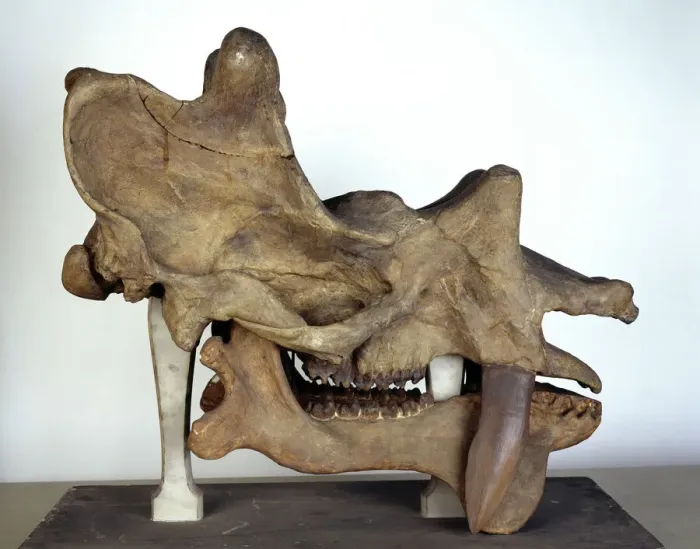 Framed Print : Uintatherium Skull Print - 740mm Long Framed Print : Uintatherium Skull Print - 740mm Long