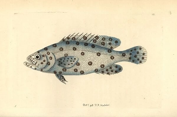 Unknown or extinct species of grouper fish, Anthias argus