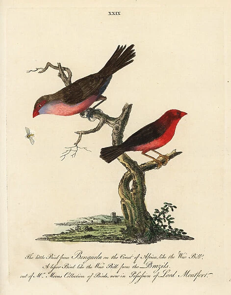 Unknown South African waxbill and Brazilian