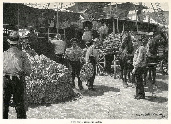 Unloading bananas from steamship 1891