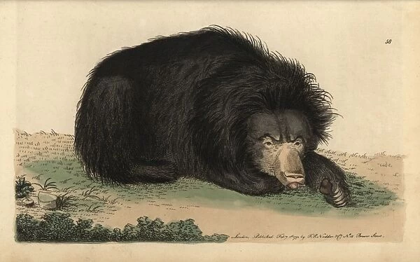 Ursiform sloth, ursine bradypus or sloth bear