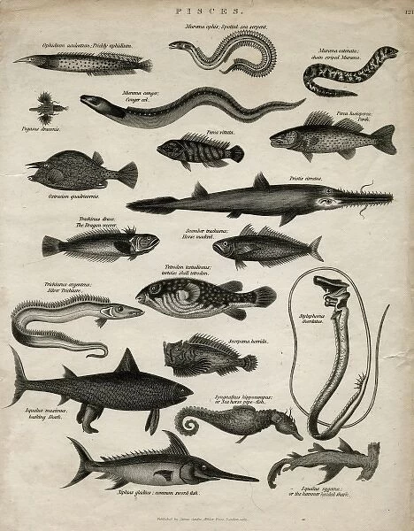 Varieties of fish