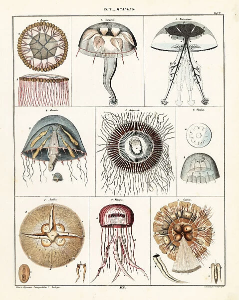 Varieties of jellyfish and medusae