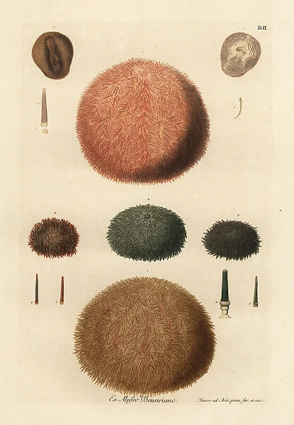 Varieties of sea urchins and spines