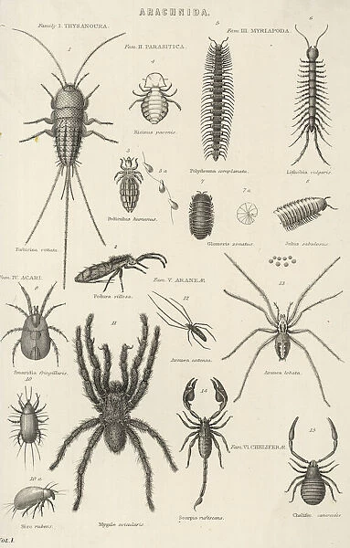 Various Arachnids