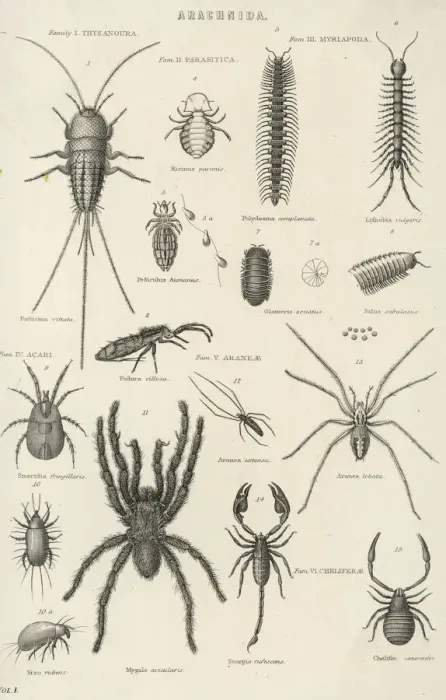 Framed Print : Arachnid and Insect Print Framed Print : Arachnid and Insect Print