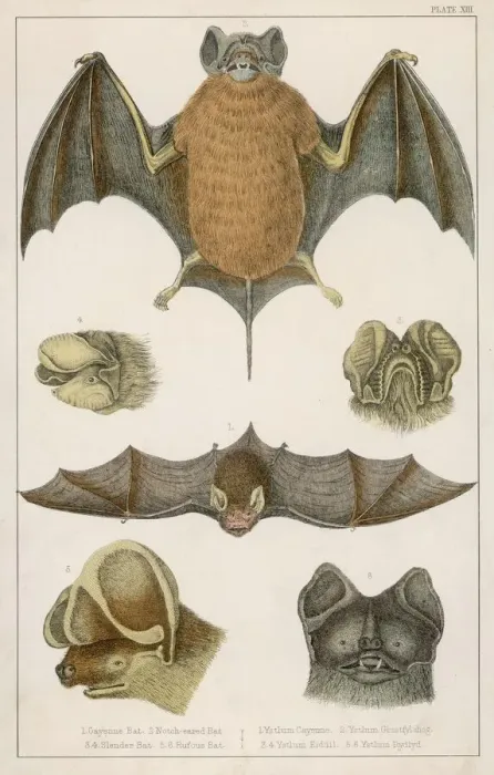 Framed Print : Various Bats Print: Cayenne, Notch-eared, Slender and Rufous Bat Species Framed Print : Various Bats Print: Cayenne, Notch-eared, Slender and Rufous Bat Species