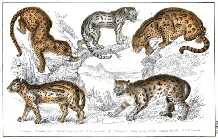 Framed Print : Various Big Cats Print, circa 1860 Framed Print : Various Big Cats Print, circa 1860