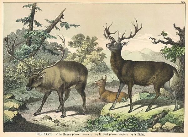 Various deer