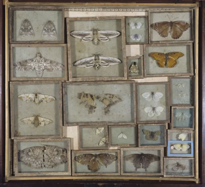Framed Print : Various Lepidoptera Print: A Selection of Entomological Specimens Framed Print : Various Lepidoptera Print: A Selection of Entomological Specimens