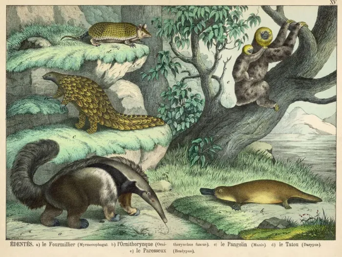 Framed Print : Quadruped Print: Giant Anteater, Brown Platypus and More Framed Print : Quadruped Print: Giant Anteater, Brown Platypus and More