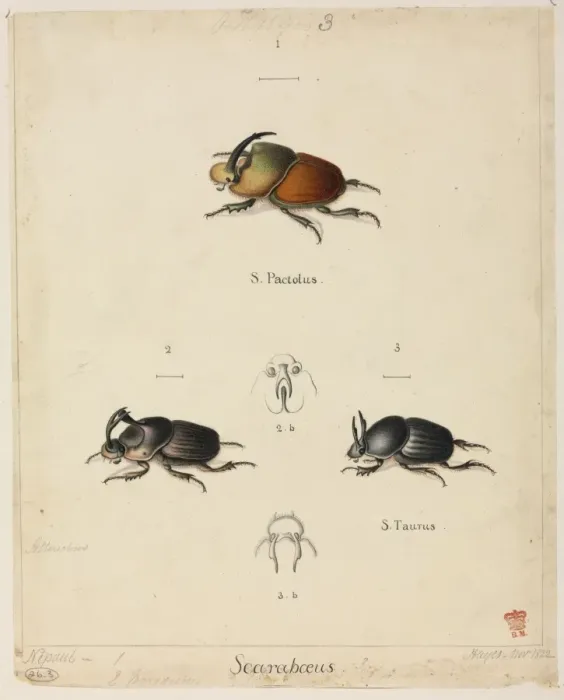 Framed Print : Watercolour Scarab Beetle Print, 1822 Framed Print : Watercolour Scarab Beetle Print, 1822