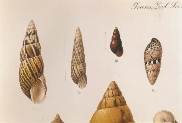Framed Print : Various Shells Print, 1909-10 Framed Print : Various Shells Print, 1909-10