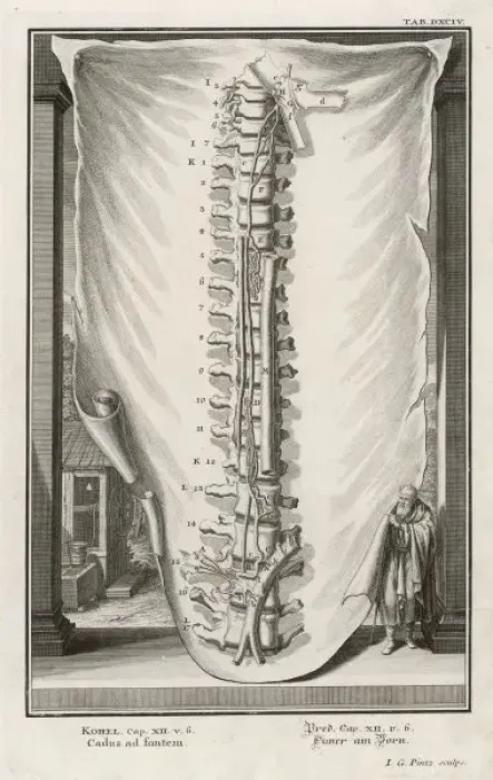 Framed Print : Vertebral Column Print Framed Print : Vertebral Column Print