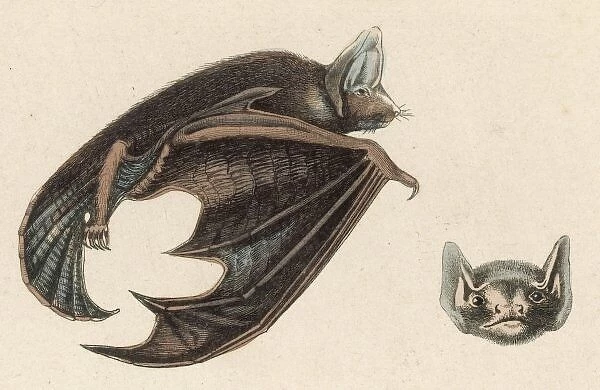 Vespertilion Bat